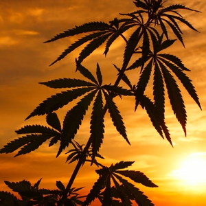 Missouri Legalizes Marijuana: How Amendment 3 Could Change the Workplace